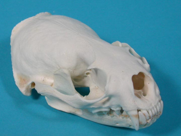 Otter Skull 