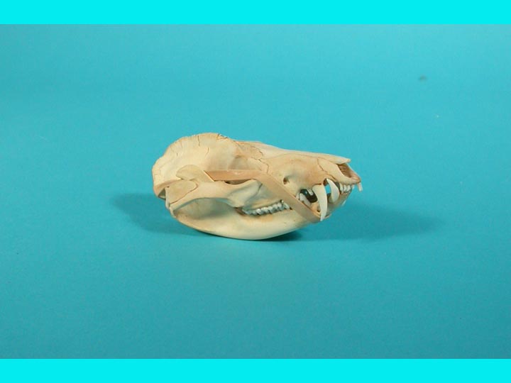 Opossum Skull 