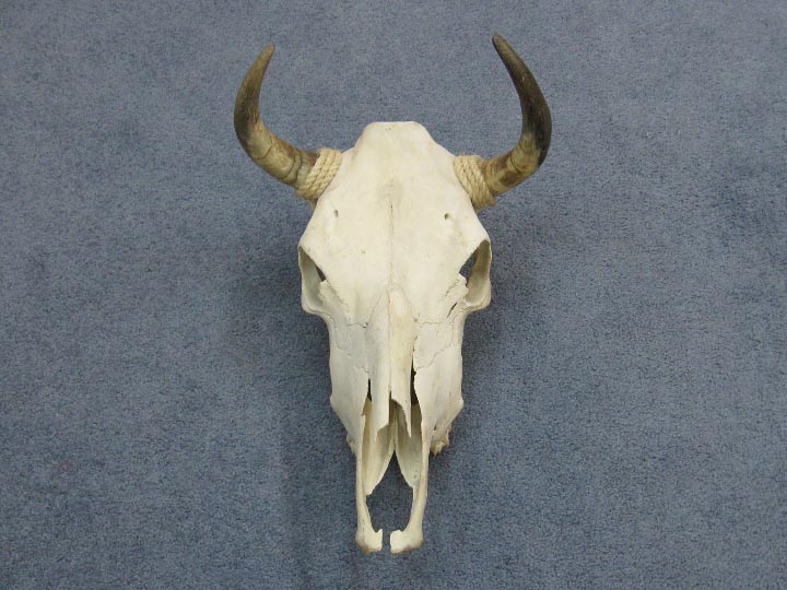 Steer Skull with Horns: Assorted 
