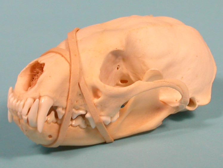 Fisher Skull 