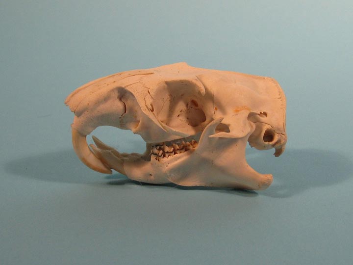 Marmot Skull 