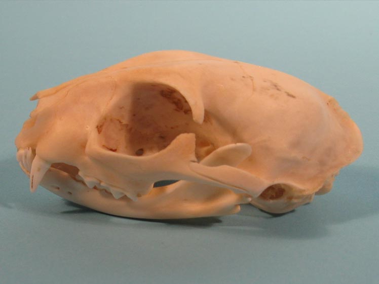 Cat Skull (domesticated house cat) 