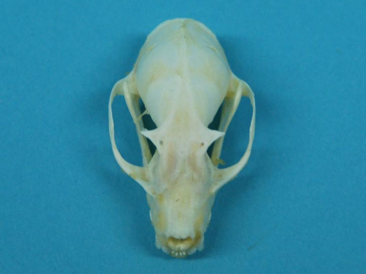 Greater Short-Nosed Fruit Bat Skull 