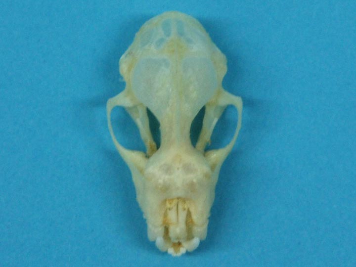 Diadem Leaf-Nosed Bat Skull 