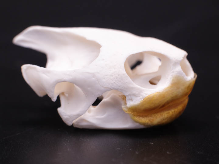 Red Ear Turtle Skull 