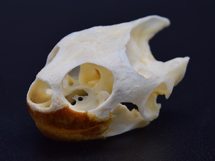 River Cooter Turtle Skull 