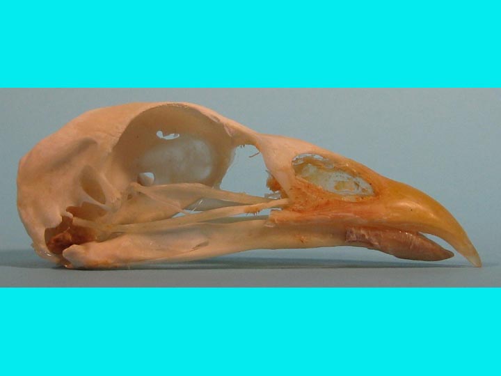 Turkey Skull 