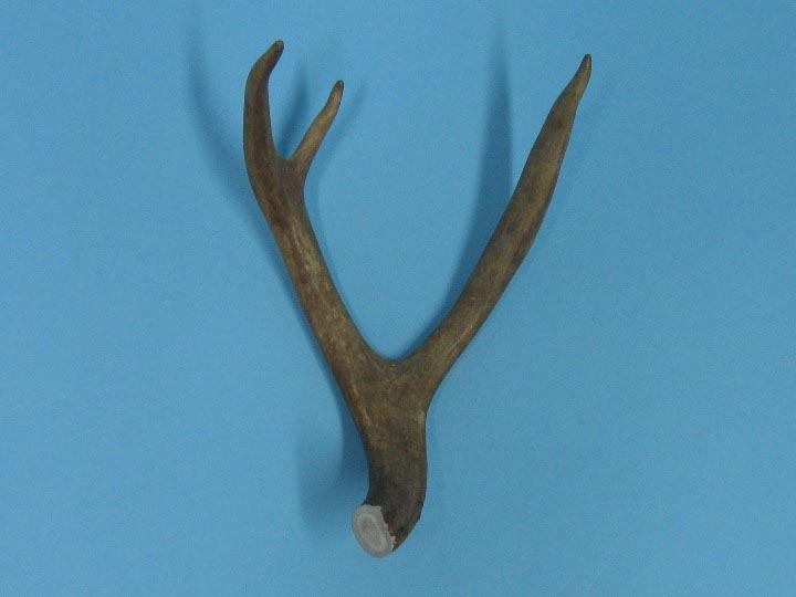 Mule Deer Antler: 3-point 