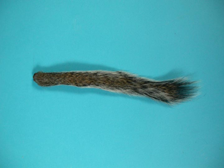 Natural American Gray Squirrel Tail 