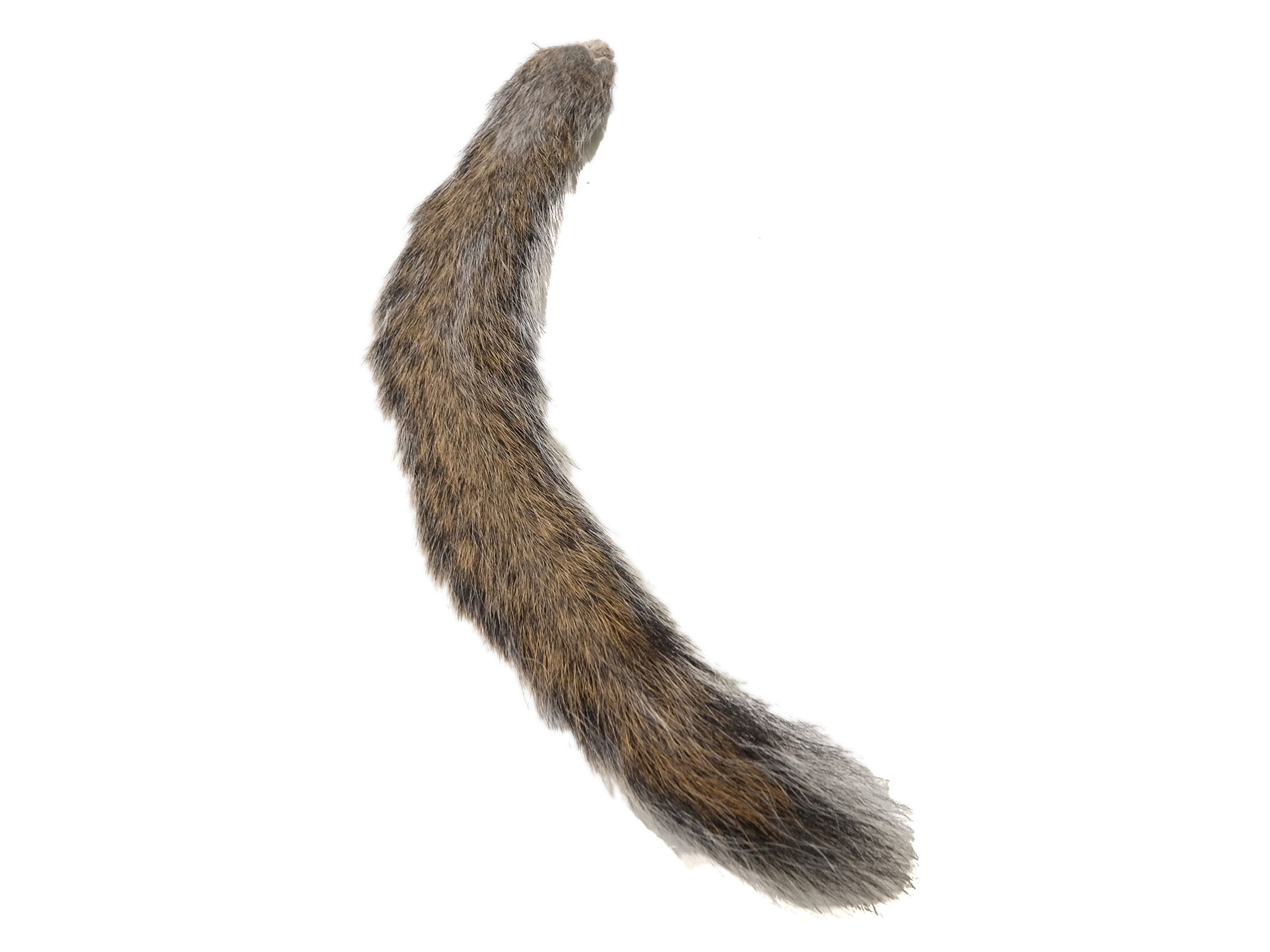 Natural Fox Squirrel Tail 