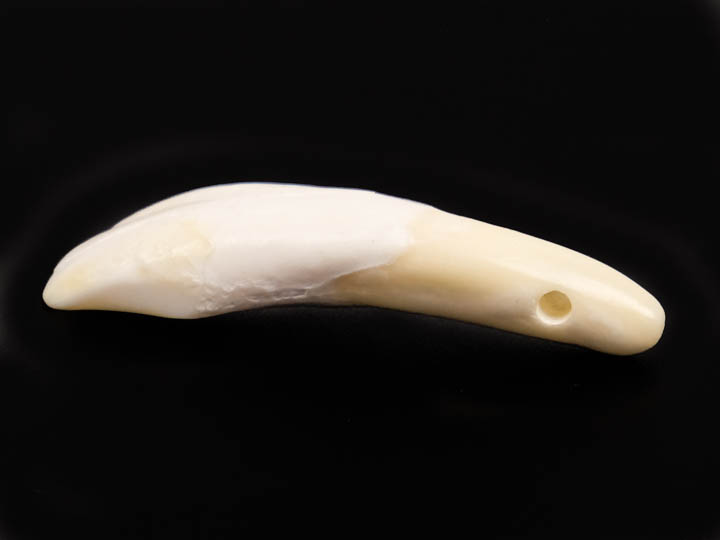 Drilled Water Buffalo Tooth 