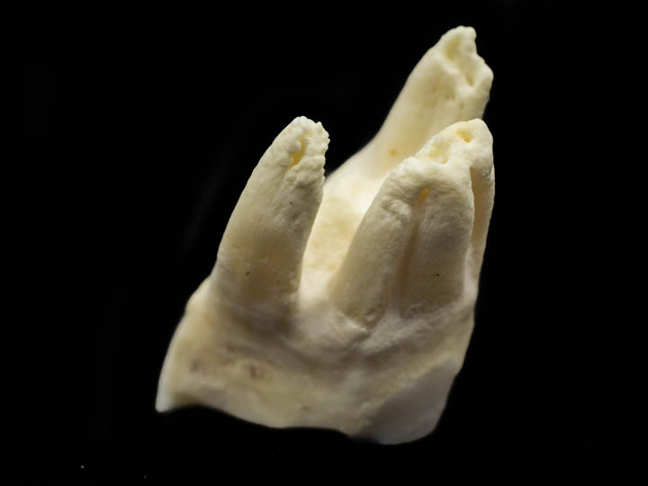 Cow Tooth 