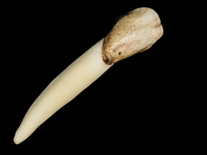 Moose Tooth 