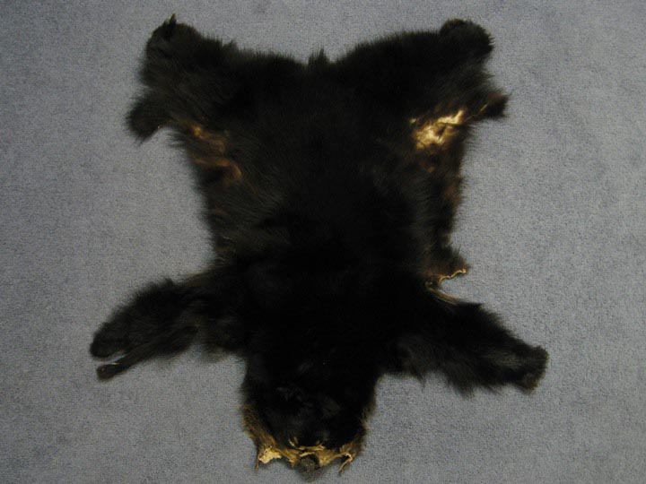 Craft Grade Black Bear Skin: Assorted 
