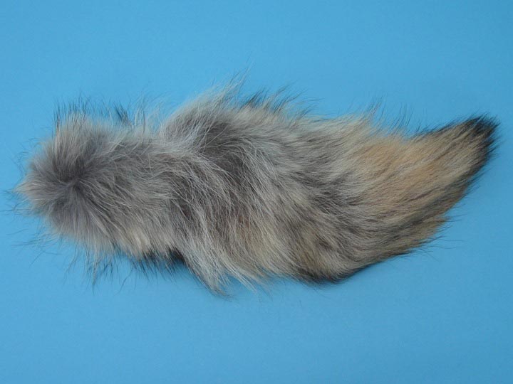 Coyote Tail: #3 