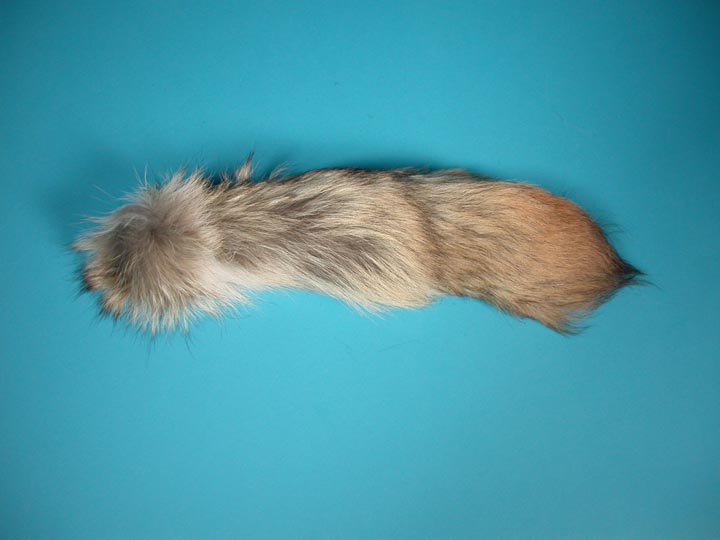 Select Grade Coyote Tail 