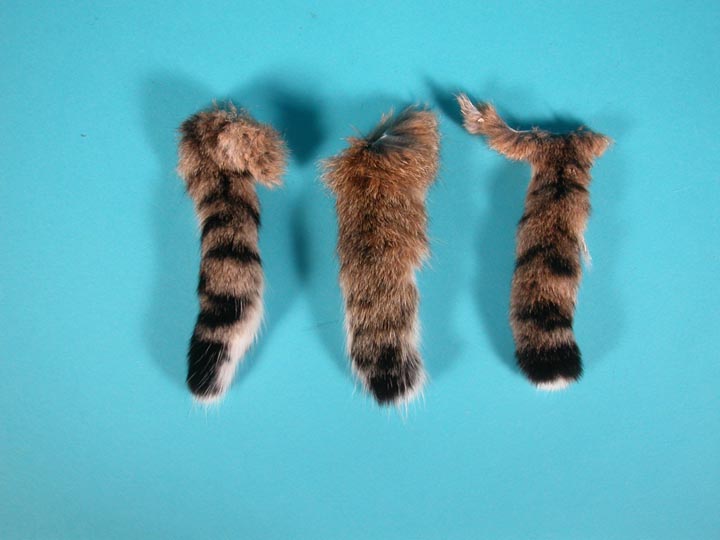 Bobcat Tail 