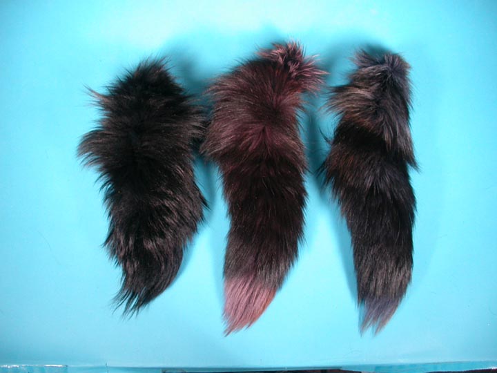 Dyed Blue Fox Tail (11-18"): Assorted Color 