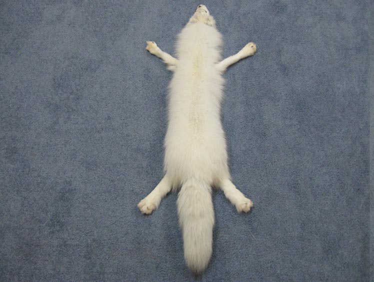 Arctic Fox Skin with Feet: Assorted 