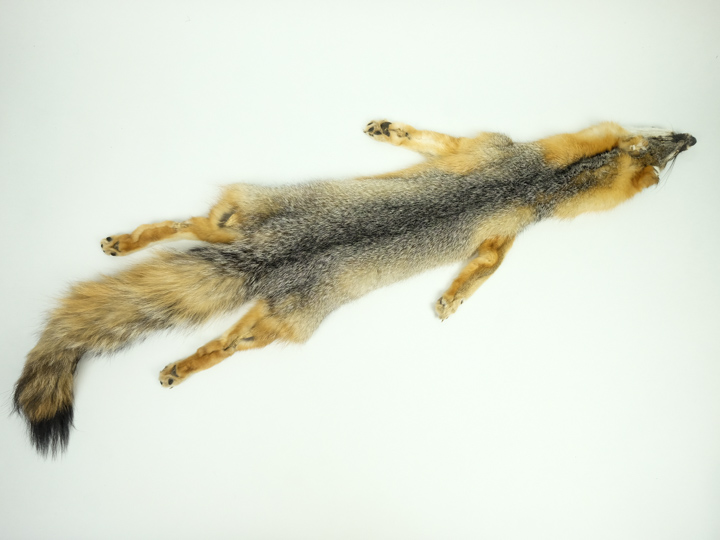 American Gray Fox Skin with Feet: Assorted 