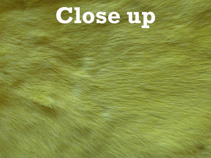Dyed Trading Post Rabbit Skin: Fluorescent Yellow 