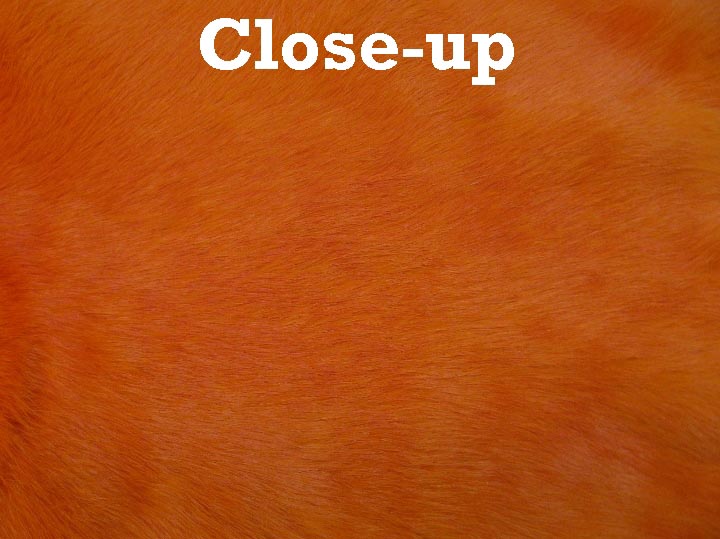 Dyed Trading Post Rabbit Skin: Orange 