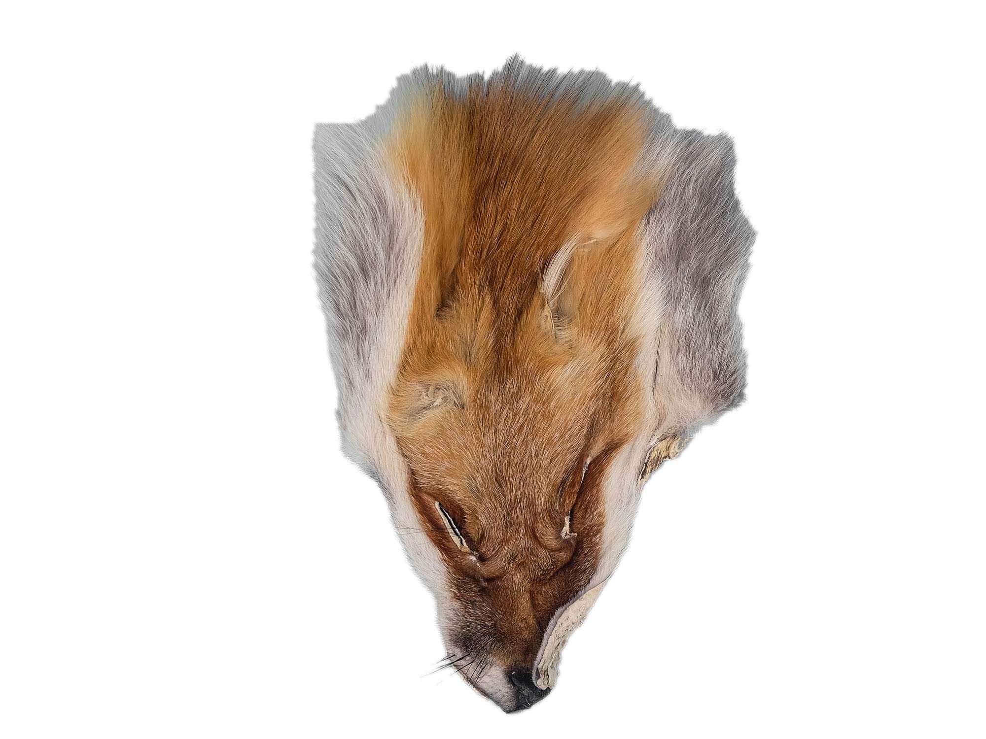 Red Fox Face: #3 