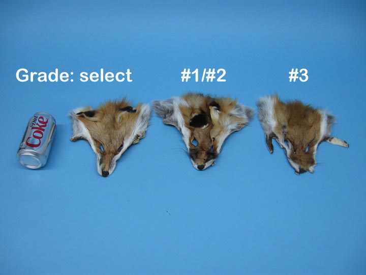 Select Grade Red Fox Face 