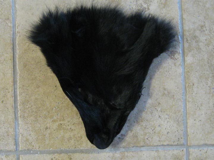 Coyote Face: Black Dyed: #1/2 