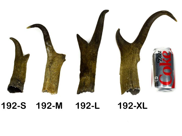 Pronghorn Horn: Large - 192-L (R6)