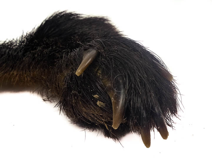 Black Bear Front Foot with Claws 