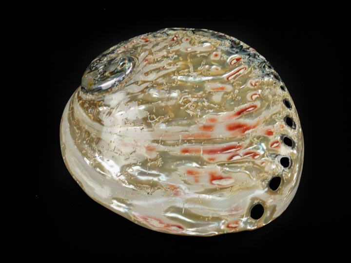 Polished African Abalone Shell: Natural Red 