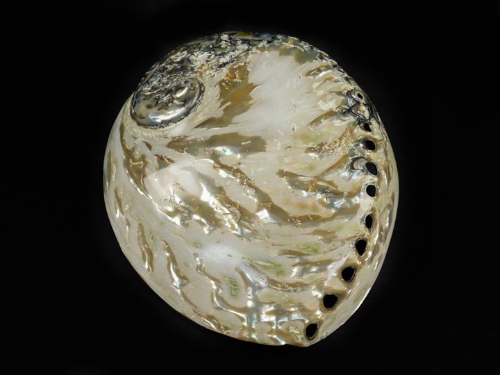 Polished African Abalone Shell: Natural Color 