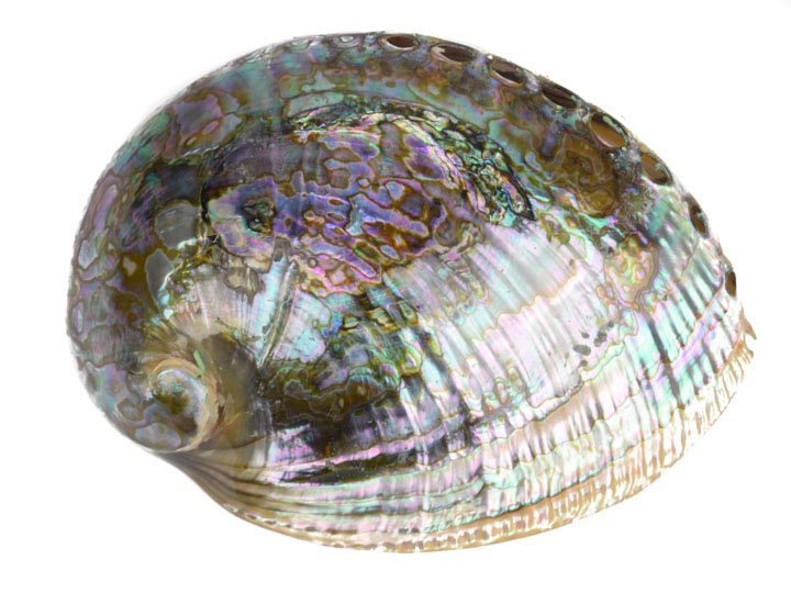 Polished Mexican Green Abalone: 5"-6" 