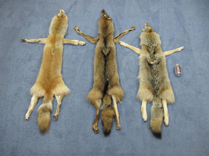Coyote Skin with Feet 