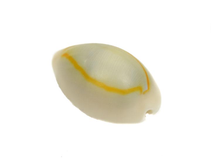 Ringtop Cowrie Single Shell 