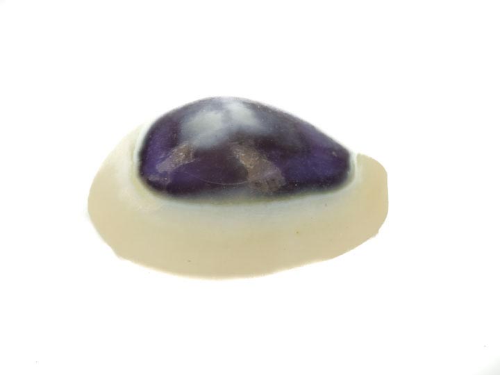 Purple Cowrie Single Shell 