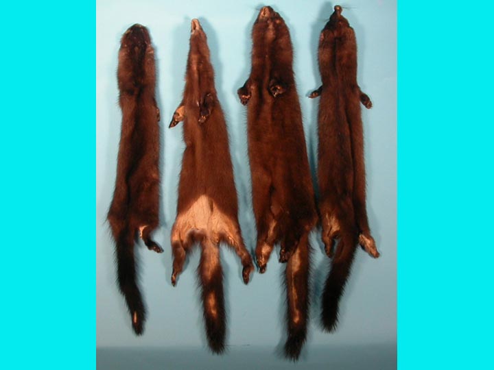 Trading Post Grade Wild Mink with Feet 