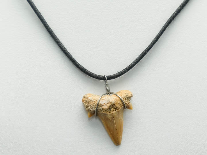 Otodus Fossil Shark Tooth Necklace: Non Adjustable Cord 