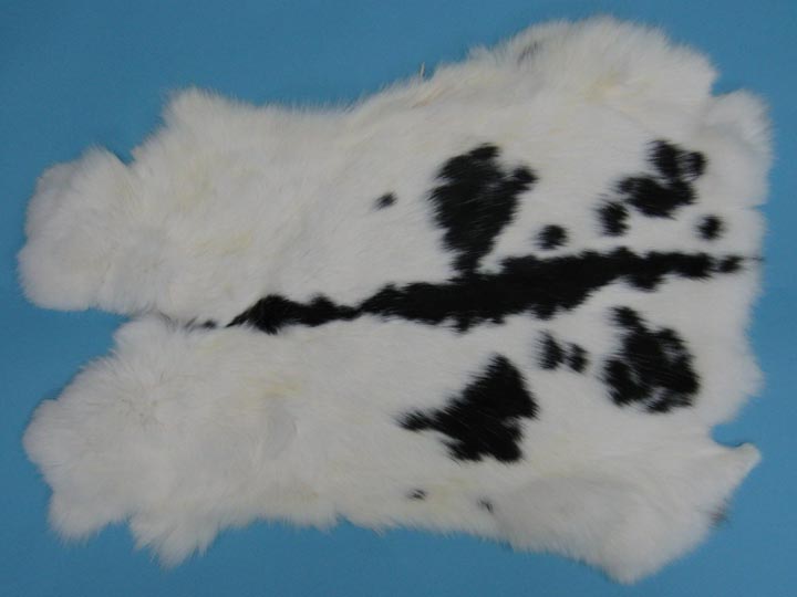 Czech #1/#2 Breeder Rabbit Skin: Black and White Spotted 