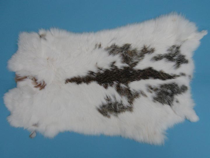 Czech #1/#2 Breeder Rabbit Skin: Brown and White Spotted 