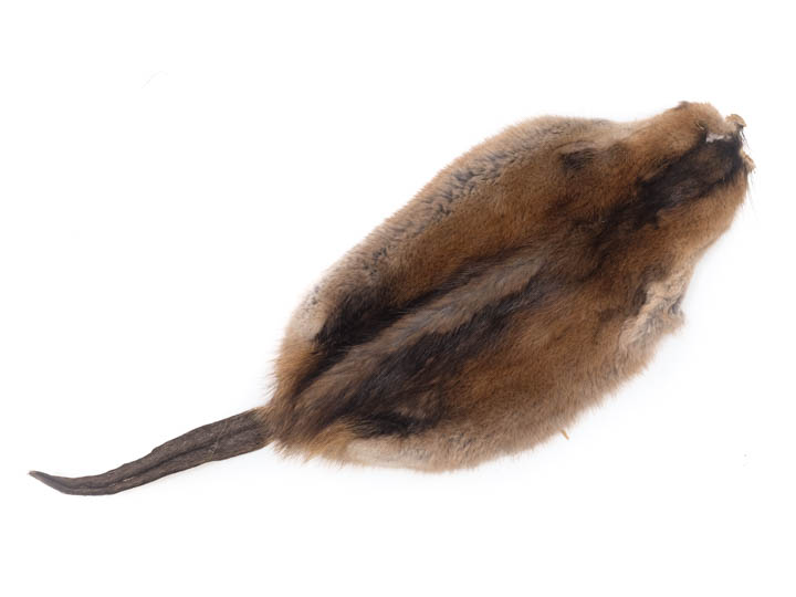 Muskrat Skin with Tail 