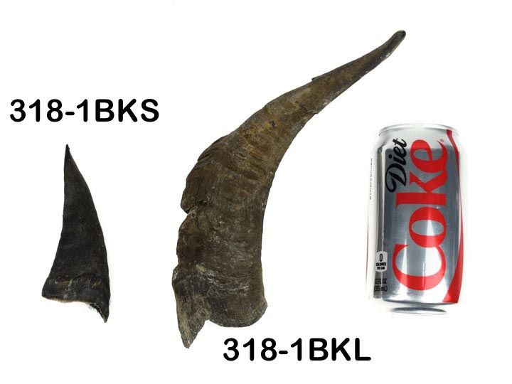 Black Goat Horns: 10" to 12" - 318-1BKXL-AS (8UL28)