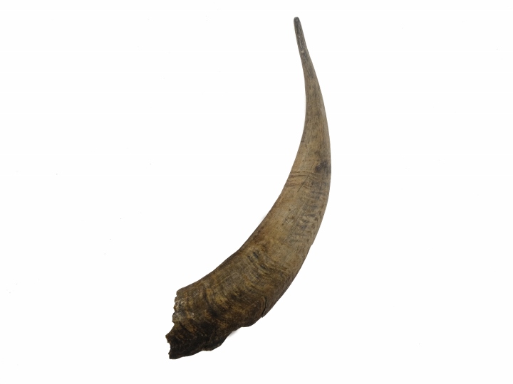 Brown Goat Horns: 10" to 12" 