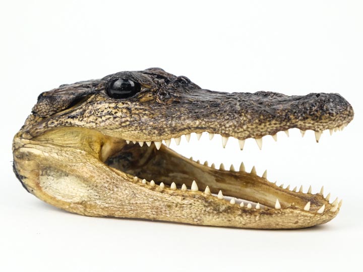 5-6 inch Genuine Alligator Preserved Alligator Head 