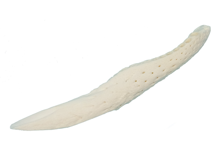 Alligator Jaw Bone Knife: Small 