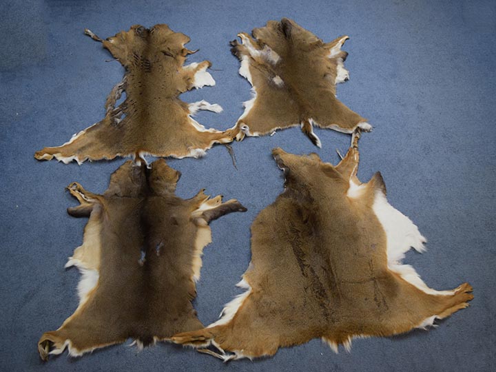 White Tail Deer Hide: #3: Assorted 