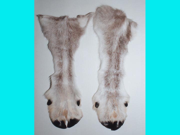 Reindeer Leg with Hoof: #2 