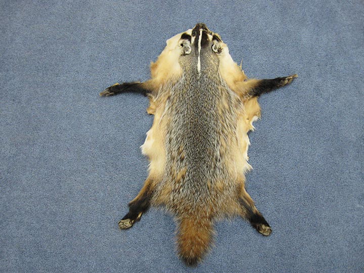 North American Badger Skin with Feet: Assorted 