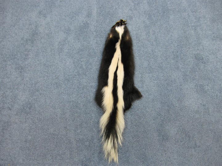 Skunk Skin: Trading Post Grade skunk hides, skunk pelts, skunk furs